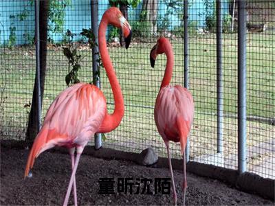 童昕沈陌(童昕沈陌)小说全文免费阅读无弹窗大结局_（童昕沈陌全文免费阅读）童昕沈陌最新章节列表笔趣阁（童昕沈陌）