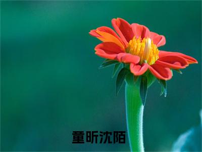 童昕沈陌的小说全文免费阅读无弹窗，童昕沈陌的小说在线免费阅读大结局