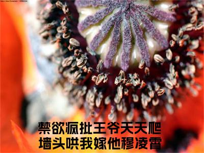 禁欲疯批王爷天天爬墙头哄我嫁他穆凌霄小说（禁欲疯批王爷天天爬墙头哄我嫁他穆凌霄）全文免费阅读-禁欲疯批王爷天天爬墙头哄我嫁他穆凌霄精彩章节在线阅读