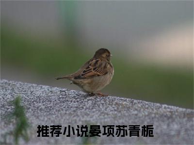 晏项苏青栀（晏项苏青栀）全文免费阅读无弹窗大结局-晏项苏青栀最新章节列表免费阅读
