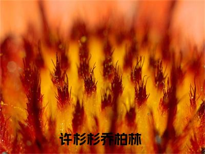 许杉杉乔柏林全文小说（许杉杉乔柏林）在线阅读无弹窗大结局_许杉杉乔柏林全文在线阅读无弹窗