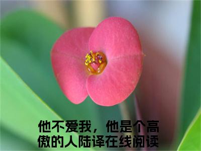 他不爱我，他是个高傲的人陆译（他不爱我，他是个高傲的人陆译）全文免费阅读无弹窗大结局_他不爱我，他是个高傲的人陆译完整版小说阅读