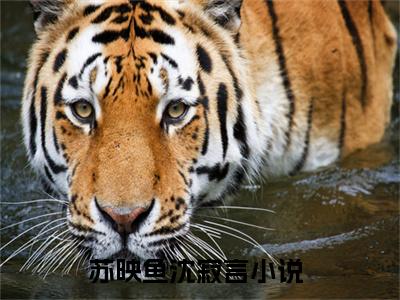 苏映鱼沈寂言（苏映鱼沈寂言）全文免费阅读_（苏映鱼沈寂言）最新章节列表笔趣阁