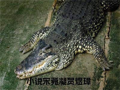 宋菀凝贺煜璋全文免费在线阅读-宋菀凝贺煜璋小说全文免费阅读无弹窗大结局