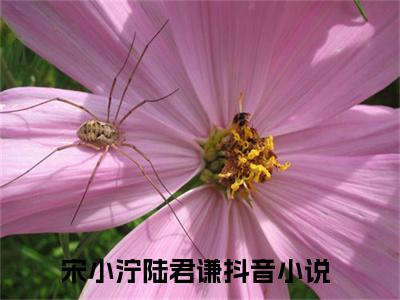宋小泞陆君谦（宋小泞陆君谦）全文免费阅读最新章节_宋小泞陆君谦大结局精彩阅读_笔趣阁