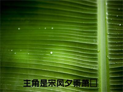 【新书】《宋凤夕秦萧玦》全文免费阅读无弹窗大结局-宋凤夕秦萧玦全章节免费阅读