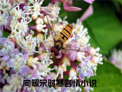 向暖宋时寒(向暖宋时寒)全文免费阅读无弹窗大结局_向暖宋时寒全文阅读_笔趣阁（向暖宋时寒）