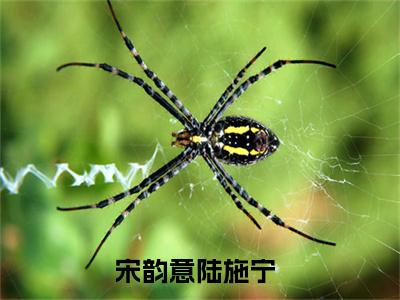 宋韵意陆施宁（宋韵意陆施宁）小说免费阅读完结版-宋韵意陆施宁小说全文免费阅读