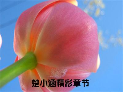 出租系统，你该交房租了（楚小涵）全文免费阅读无弹窗大结局_（楚小涵）出租系统，你该交房租了全文免费完结版阅读