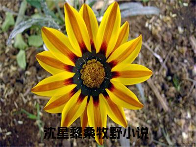 沈星黎桑牧野小说（沈星黎桑牧野）完整版全文在线赏析-小说全文大结局已完结