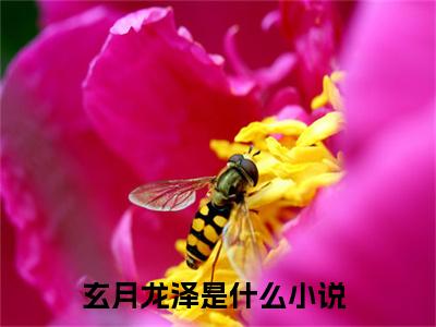 玄月龙泽（神君别跪了，夫人已自断情丝）小说全文免费阅读完整版-玄月龙泽免费在线阅读大结局（神君别跪了，夫人已自断情丝）