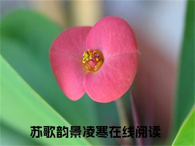 离婚后，景总疯狂缠她吻她（苏歌韵景凌寒全文免费阅读）_离婚后，景总疯狂缠她吻她小说最新章节免费阅读