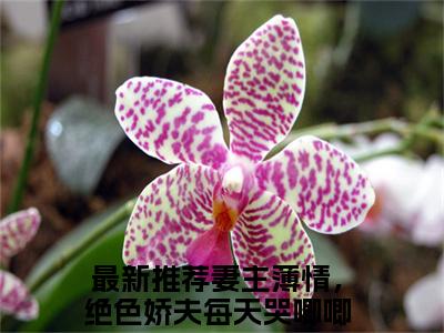 精选好书妻主薄情，绝色娇夫每天哭唧唧陈盼月全文免费阅读大结局_妻主薄情，绝色娇夫每天哭唧唧陈盼月（妻主薄情，绝色娇夫每天哭唧唧陈盼月）完整版在线赏析