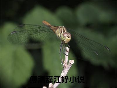 傅清辞江妤全文免费阅读无弹窗大结局_（豪门甜宠：傅先生的团宠小娇妻）最新章节列表_笔趣阁（傅清辞江妤小说）