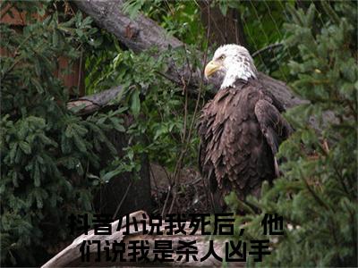 我死后，他们说我是杀人凶手（单依锦秦逸州）小说免费阅读完结版-我死后，他们说我是杀人凶手小说全文免费阅读（单依锦秦逸州后续+全集）