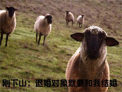 刚下山：退婚对象就要和我结婚张枫在线小说-张枫全文无删减版阅读