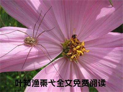 热门小说已完叶知渔秦弋小说无弹窗大结局_叶知渔秦弋全文阅读大结局
