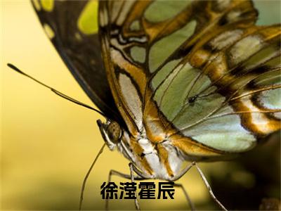 （热推新书）《徐滢霍辰》全文免费阅读无弹窗大结局-年代小福妻带着空间嫁糙汉无弹窗阅读