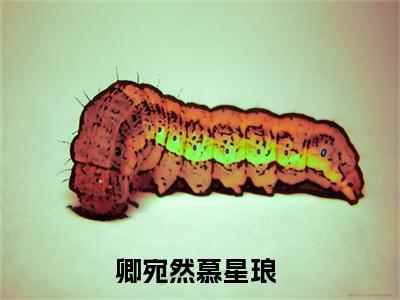 卿本佳人何不为妻全文免费阅读无弹窗大结局_（卿宛然慕星琅在线阅读）卿本佳人何不为妻最新章节完整版阅读