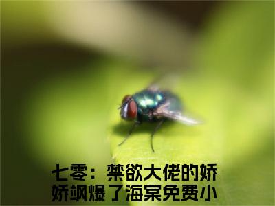 七零：禁欲大佬的娇娇飒爆了海棠小说免费阅读无弹窗《七零：禁欲大佬的娇娇飒爆了海棠》_七零：禁欲大佬的娇娇飒爆了海棠全文阅读