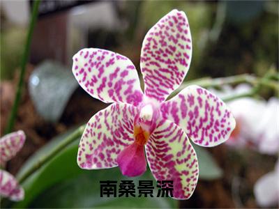 （热推新书）《南桑景深》相依为病无弹窗阅读_南桑景深最新章节列表_笔趣阁