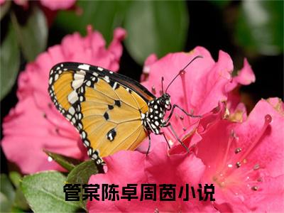 主角为管棠陈卓周茵的小说，管棠陈卓周茵免费版最新更新阅读