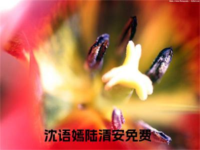 沈语嫣陆清安（沈语嫣陆清安）全集免费阅读无弹窗_沈语嫣陆清安最新章节列表