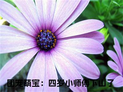 （番外）+（全文）团宠萌宝：四岁小师傅下山了（安景轩夏雨沫）精彩小说-小说安景轩夏雨沫全文无删减版免费阅读