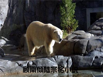 私藏读物顾南倾陆宗铭免费观看-抖音热门顾南倾陆宗铭(顾南倾陆宗铭)最新章节阅读