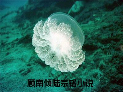顾南倾陆宗铭的小说免费阅读（顾南倾陆宗铭的小说免费阅读）全文完整版免费阅读