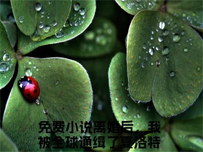 离婚后，我被全球通缉了夏洛特（离婚后，我被全球通缉了夏洛特）全文阅读-（离婚后，我被全球通缉了夏洛特）小说免费阅读最新章节