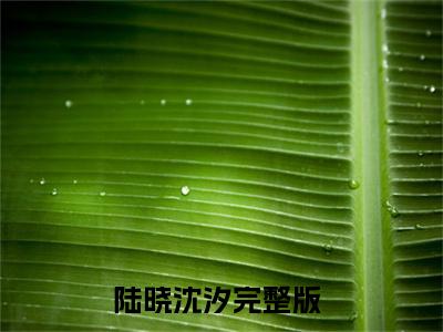 陆晓沈汐全文免费阅读大结局-（娇娇知青太撩人，退伍糙汉夜夜吻）最新章节列表在线阅读