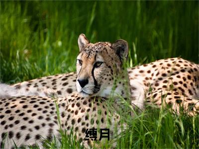 热门小说缚月全文免费阅读无弹窗大结局-厉城渊阮柠全文无弹窗免费阅读大结局