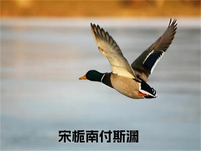 宋栀南付斯渊（宋栀南付斯渊）全文免费阅读无弹窗大结局_宋栀南付斯渊全文免费阅读（宋栀南付斯渊）最新章节列表_笔趣阁（宋栀南付斯渊）