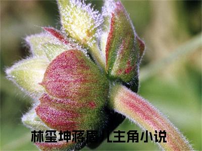林玺坤蒋眉儿抖音热推新书小说全文阅读 （林玺坤蒋眉儿）全文免费阅读大结局