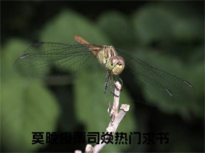 莫晚橙薄司焱的小说大结局免费阅读，莫晚橙薄司焱小说最新章节番外篇
