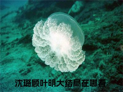 沈璐顾叶明全文免费在线阅读_（暗恋是一场内心的独白免费阅读无弹窗）沈璐顾叶明全文免费完结版阅读