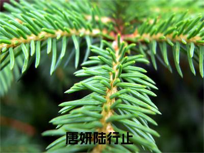 唐妍陆行止小说大结局免费阅读-完结版唐妍陆行止小说免费阅读