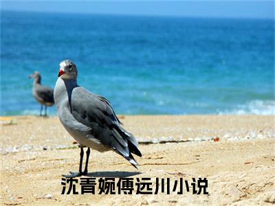 沈青婉傅远川免费阅读（沈青婉傅远川）完整版全文全章节阅读