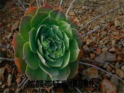 沈颜岑钰(沈颜岑钰)全文免费读无弹窗大结局_沈颜岑钰免费阅读全文大结局最新章节列表_笔趣阁