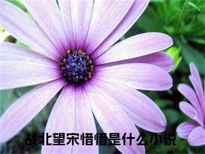 战北望宋惜惜小说在哪里可以看-新上热文战北望宋惜惜(战北望宋惜惜)小说全章节最新阅读