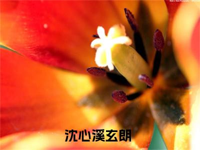 沈心溪玄朗（沈心溪玄朗）小说在线阅读_沈心溪玄朗全本免费小说阅读（沈心溪玄朗）