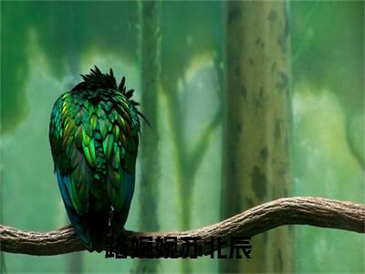 路婉婉苏北辰（路婉婉苏北辰）全文免费阅读无弹窗大结局_路婉婉苏北辰最新章节列表（路婉婉苏北辰）