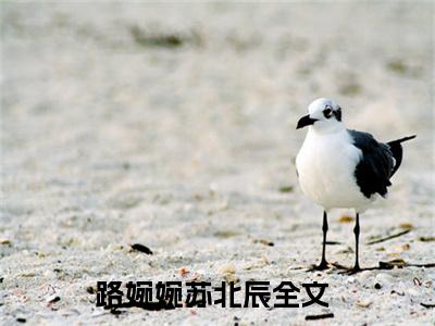 路婉婉苏北辰正版小说全文阅读-路婉婉苏北辰小说免费阅读