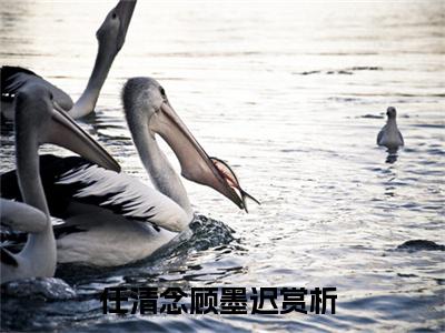 任清念顾墨迟（任清念顾墨迟）小说最后结局-（任清念顾墨迟）完结版免费阅读