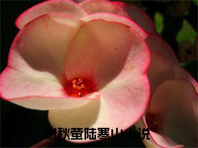 谢秋萤陆寒山全文免费阅读无弹窗大结局_（谢秋萤陆寒山完结）谢秋萤陆寒山小说最新章节列表