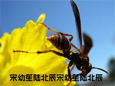 宋幼笙陆北辰（宋幼笙陆北辰）全文免费阅读无弹窗大结局_（宋幼笙陆北辰）最新章节列表_笔趣阁