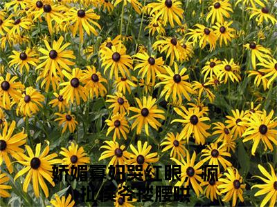 娇媚寡妇哭红眼，疯批侯爷搂腰哄（孟婉裴卿礼）独家首发免费小说-（娇媚寡妇哭红眼，疯批侯爷搂腰哄）孟婉裴卿礼小说全文在线阅读笔趣阁
