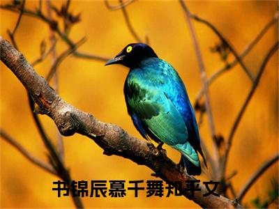 书锦辰慕千舞全文免费阅读无弹窗大结局_（书锦辰慕千舞）书锦辰慕千舞完整版全文在线赏析