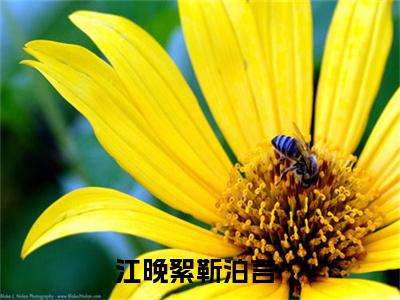 江晚絮靳泊言（江晚絮靳泊言）全网首发最火小说-主角江晚絮靳泊言的小说完整版免费阅读